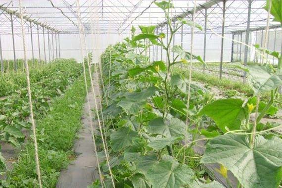 Expertise légumes sous serres | Agri Territoires Loiret